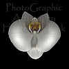 White Orchid on Black